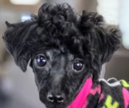 PetVet Vaccination Clinic