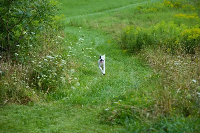 Addison County Mobile Veterinary Services Picture 8