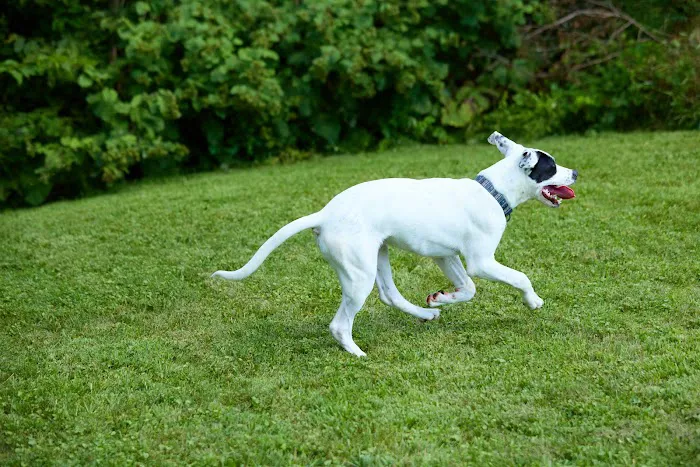 Addison County Mobile Veterinary Services Picture 7