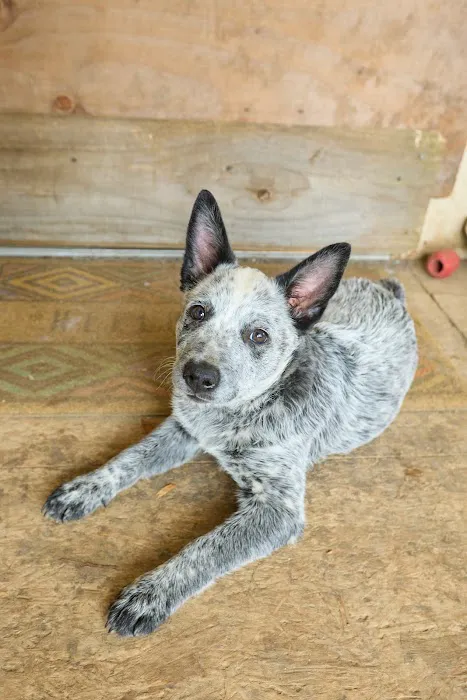 Addison County Mobile Veterinary Services Picture 9