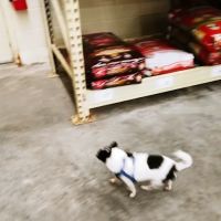 Banfield Pet Hospital ico