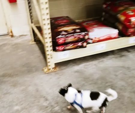 Banfield Pet Hospital
