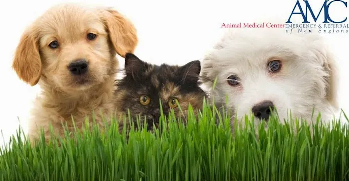 Animal Medical Center of New England Picture 3