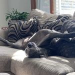 Animal Medical Center of New England