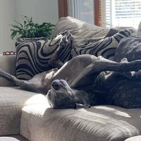 Animal Medical Center of New England ico