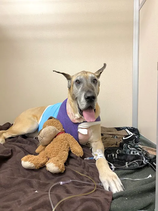 Animal Medical Center of New England Picture 7