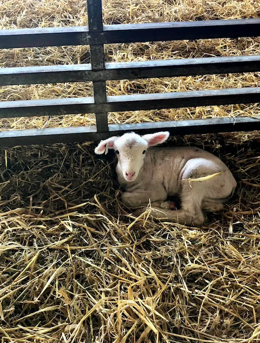 Ironsides Animal Health (formerly Wellfarm Veterinary Consultants) Picture 10