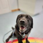 Cornerstone Veterinary Hospital