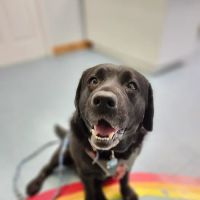 Cornerstone Veterinary Hospital ico