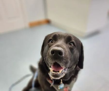 Cornerstone Veterinary Hospital