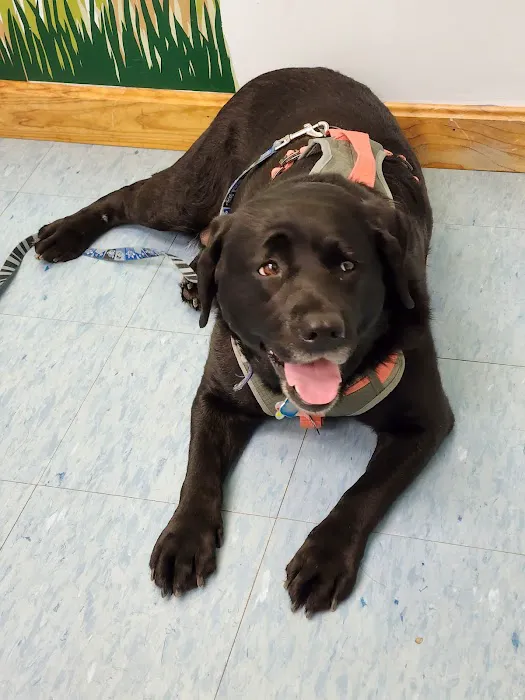 Cornerstone Veterinary Hospital Picture 3