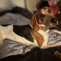 Veterinary Emergency & Surgery Hospital ico
