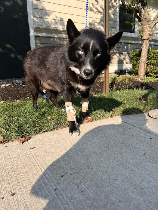 Vogel Veterinary Emergency and Specialty (including Dermatology) Picture 1