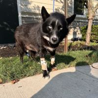 Vogel Veterinary Emergency and Specialty (including Dermatology) ico