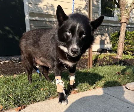 Vogel Veterinary Emergency and Specialty (including Dermatology)