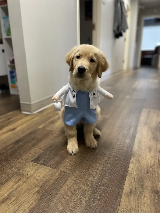 Vogel Veterinary Emergency and Specialty (including Dermatology) Picture 5