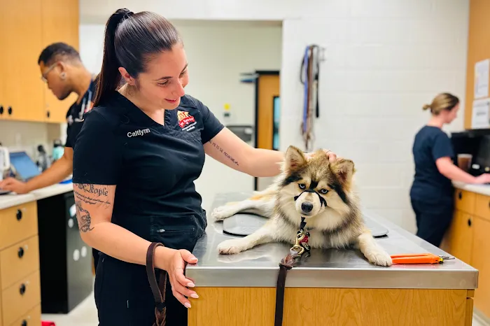 JM Pet Resort & Veterinary Clinic Picture 5