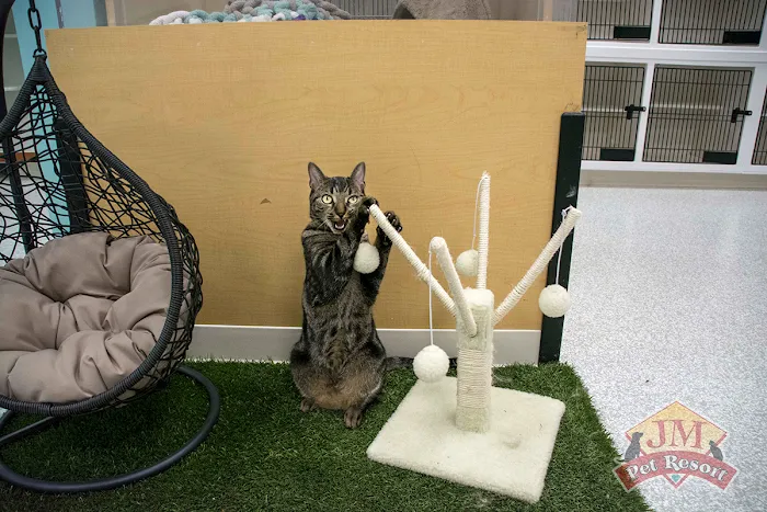 JM Pet Resort & Veterinary Clinic Picture 8