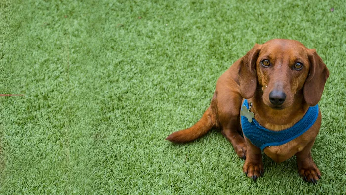 JM Pet Resort & Veterinary Clinic Picture 9