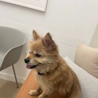 Small Door Veterinary - Brookline ico