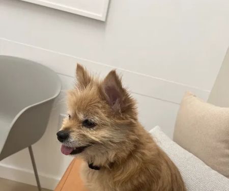 Small Door Veterinary - Brookline