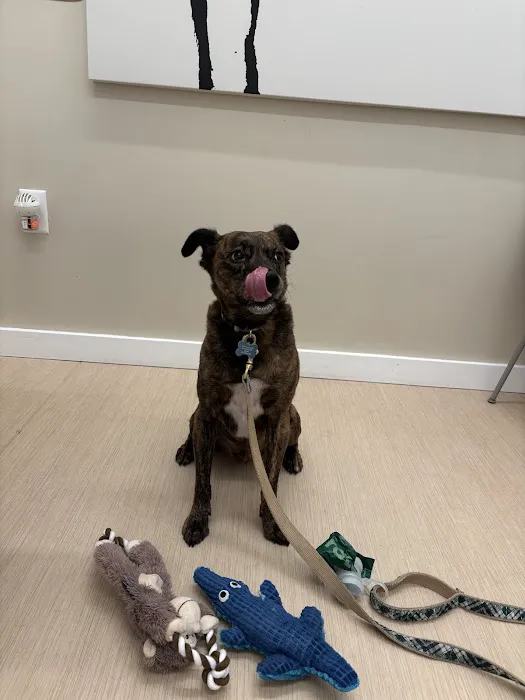 Small Door Veterinary - Brookline Picture 9