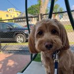 Banfield Pet Hospital