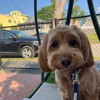 Banfield Pet Hospital ico