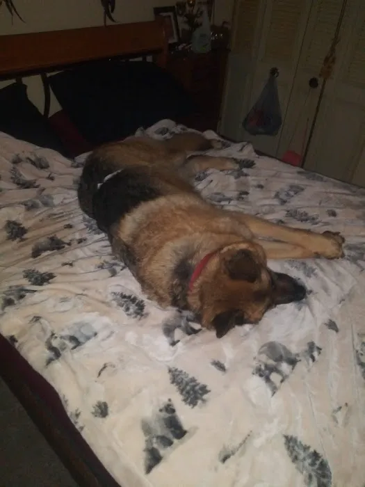 Banfield Pet Hospital Picture 1