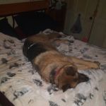 Banfield Pet Hospital