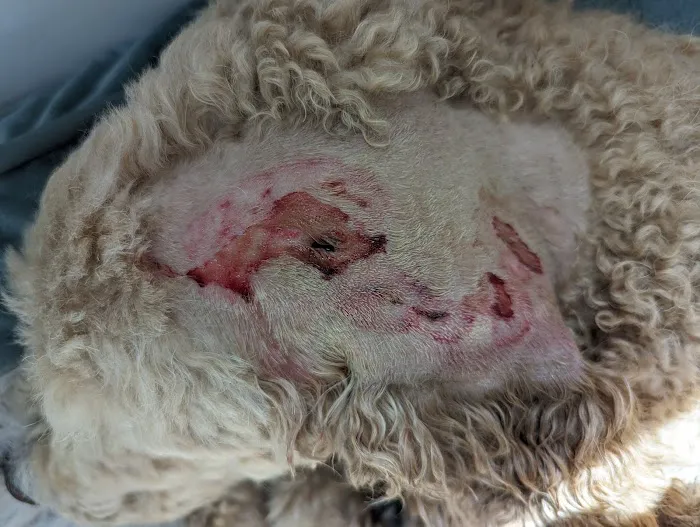 Banfield Pet Hospital Picture 3