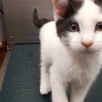 Middleboro Animal Clinic ico