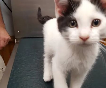 Middleboro Animal Clinic