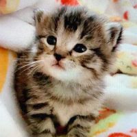 Burlington Veterinary Hospital ico
