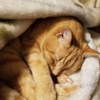 Gray-New Gloucester Animal Hospital ico