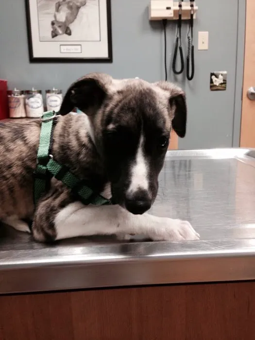 Gray-New Gloucester Animal Hospital Picture 6