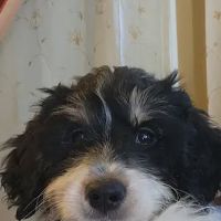 Have A Heart Animal Hospital, A Thrive Pet Healthcare Partner ico