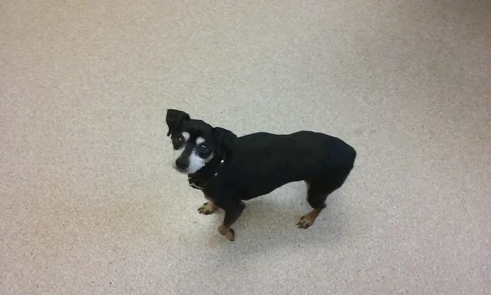Have A Heart Animal Hospital, A Thrive Pet Healthcare Partner Picture 5