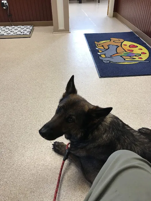 Have A Heart Animal Hospital, A Thrive Pet Healthcare Partner Picture 3