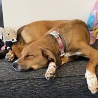 Abington Animal Hospital ico