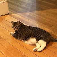 South Hingham Veterinary Services ico