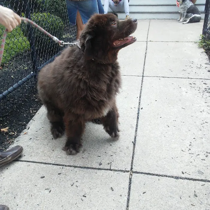South Hingham Veterinary Services Picture 8
