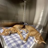 Pine Woods Animal Hospital ico