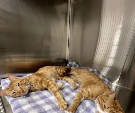Pine Woods Animal Hospital