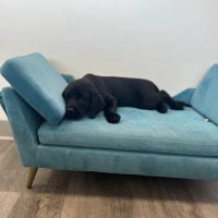 Brijon Veterinary Urgent Care : Hanover, Massachusetts ico