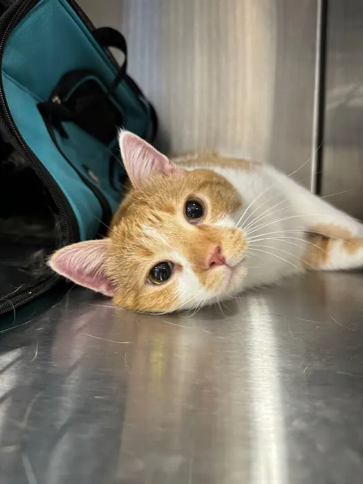 Brijon Veterinary Urgent Care : Hanover, Massachusetts Picture 10