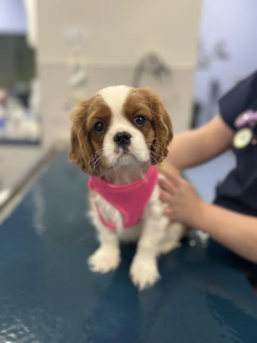Brijon Veterinary Urgent Care : Hanover, Massachusetts Picture 8