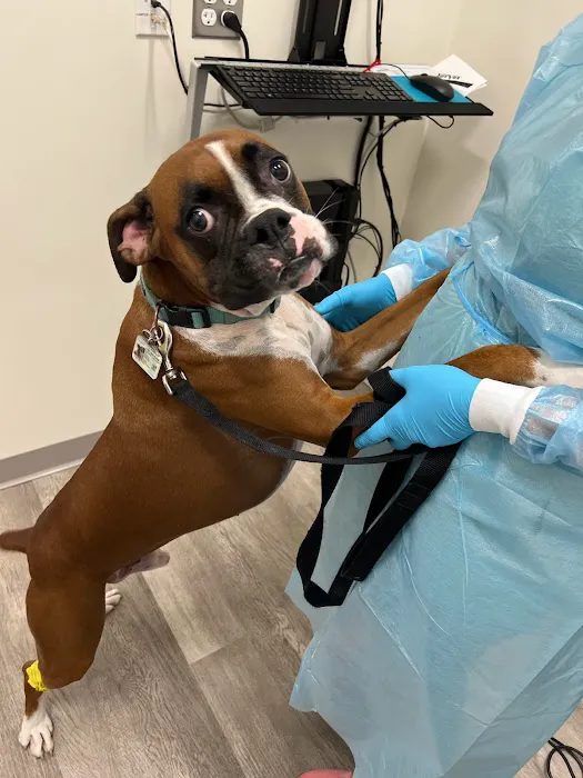 Brijon Veterinary Urgent Care : Hanover, Massachusetts Picture 9