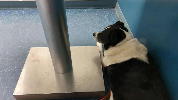Fresh Pond Animal Hospital Picture 7