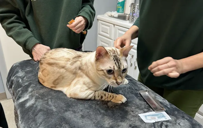 Fresh Pond Animal Hospital Picture 6